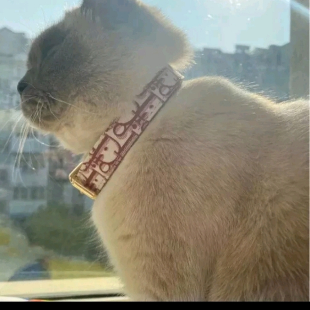 Designer Dog Cat Collar and Leash